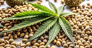 The Ultimate Guide to Cannabis Seeds Vermont Quality and Variety