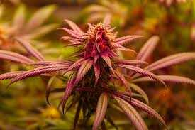 The Ultimate Guide to Cannabis Seeds Vermont Quality and Variety
