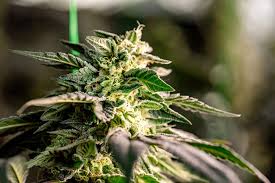 The Ultimate Guide to Cannabis Seeds Vermont Quality and Variety